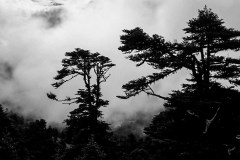 Lulang forest, Nyngchi, Tibet