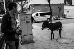 Random Donkey in the streets of Idunno, somwhere in southern Tibet