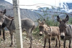 Donkey brothers