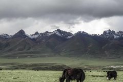 Yaks, beautiful creatures