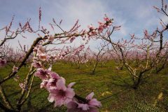 Cherry blossom