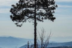 Tree Time Ardahan, Turkey