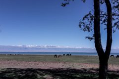 Horses at Issyk Kül Lake, they are everywhere