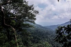 Great Jungle view near Pakson