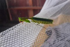 Other guest in the treehouse, praying mantis