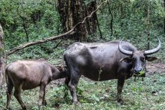 Water buffalo with calf