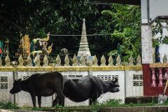 Water buffalos in front of a Temple at the Mekong, 4000 Islands