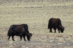 Yaks near Karakul