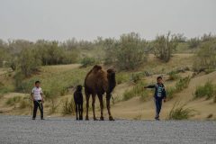 Camel boys Karakum desert